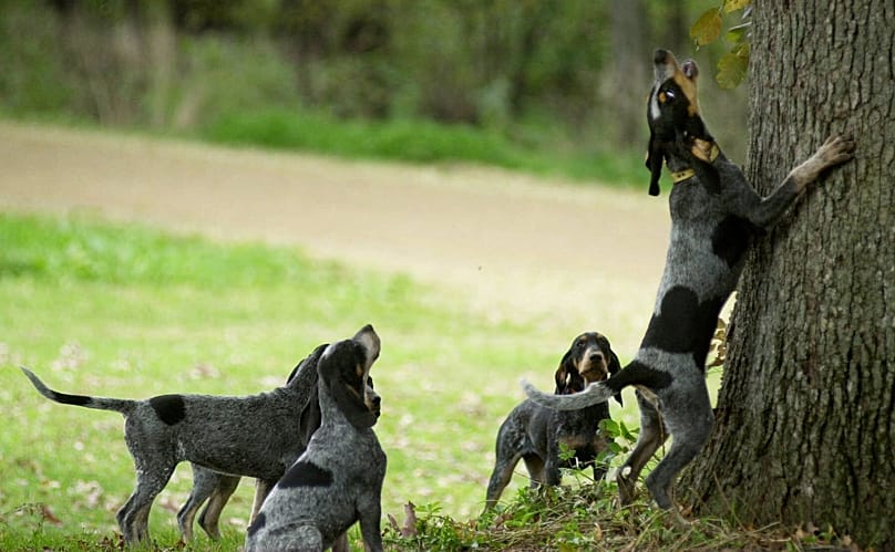Psy rasy bluetick należące do Eda Meada szczekają w kierunku drzewa, szukając zapachu szopa ukrytego wcześniej przez Meada w jego domu w pobliżu Springport w stanie Michigan, 