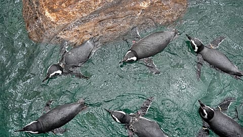 A pingvinek átépített élőhelyükön