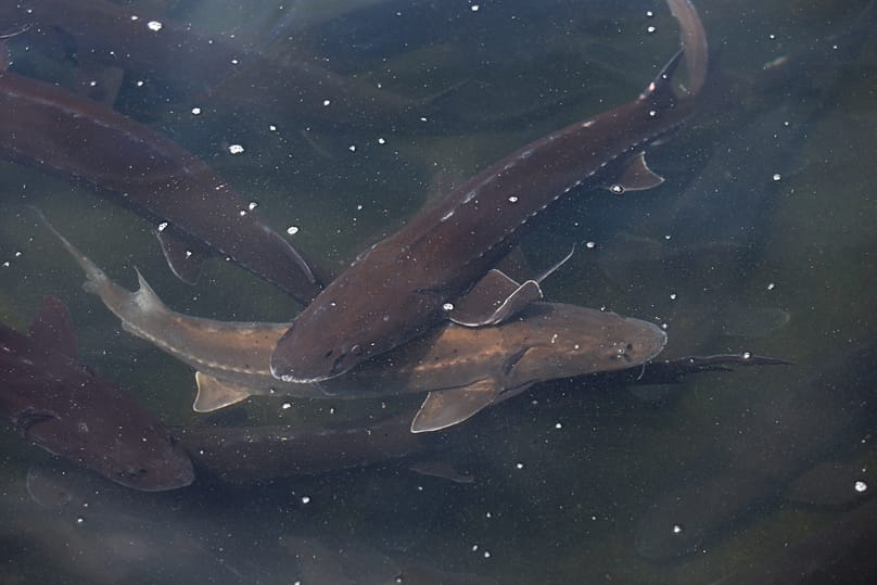 پرورش ماهی استروژن در ایتالیا