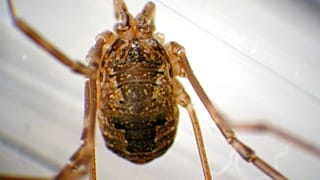 الصورة التي نشرتها هيئة الأسماك والحياة البرية الأمريكية يوم الأربعاء، 13 سبتمبر/أيلول 2006، يُظهر نوع عنكبوت جديد.