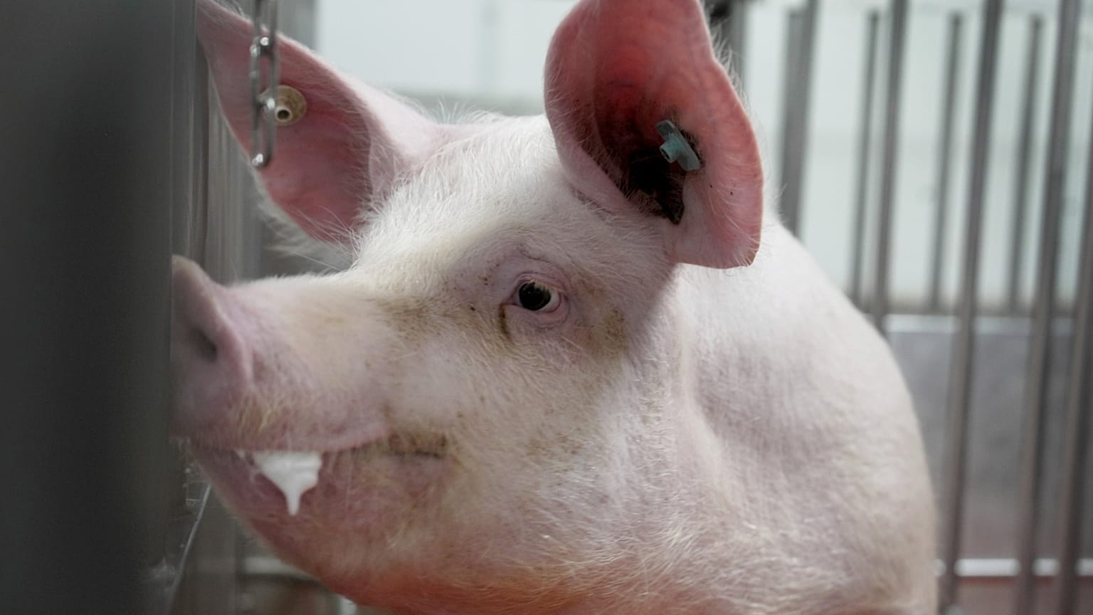 Un porc se tient dans un enclos d'une ferme de recherche aux États-Unis, le 29 mai 2024.