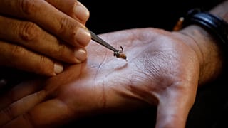 In Kenya, bee stings are being used to treat illnesses