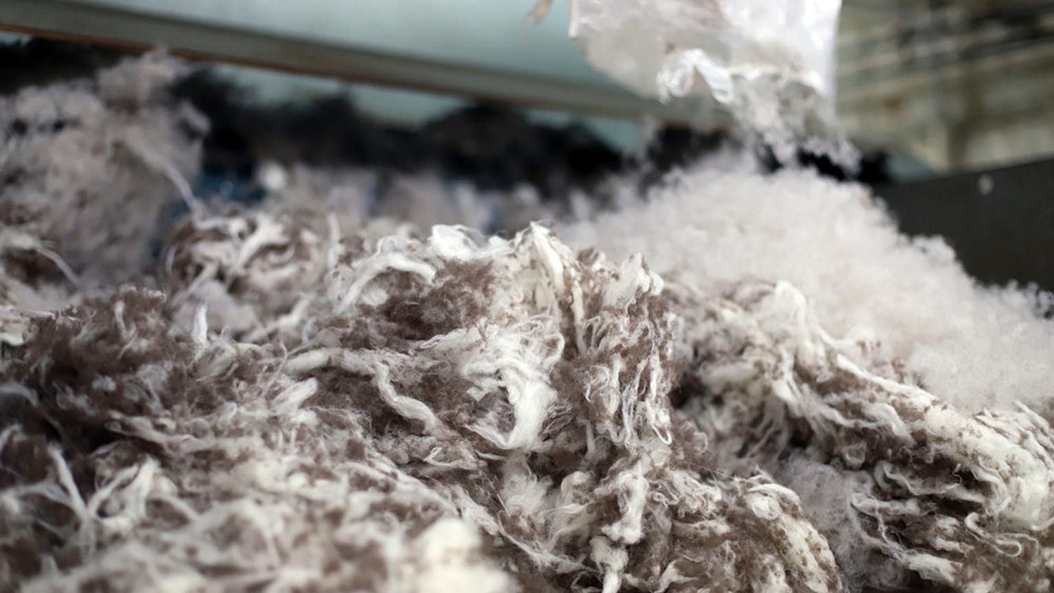 يُجمع صوف البيسون يوم الأربعاء 3 يوليو 2019 في حاوية بمصنع American Woolen Company Inc.