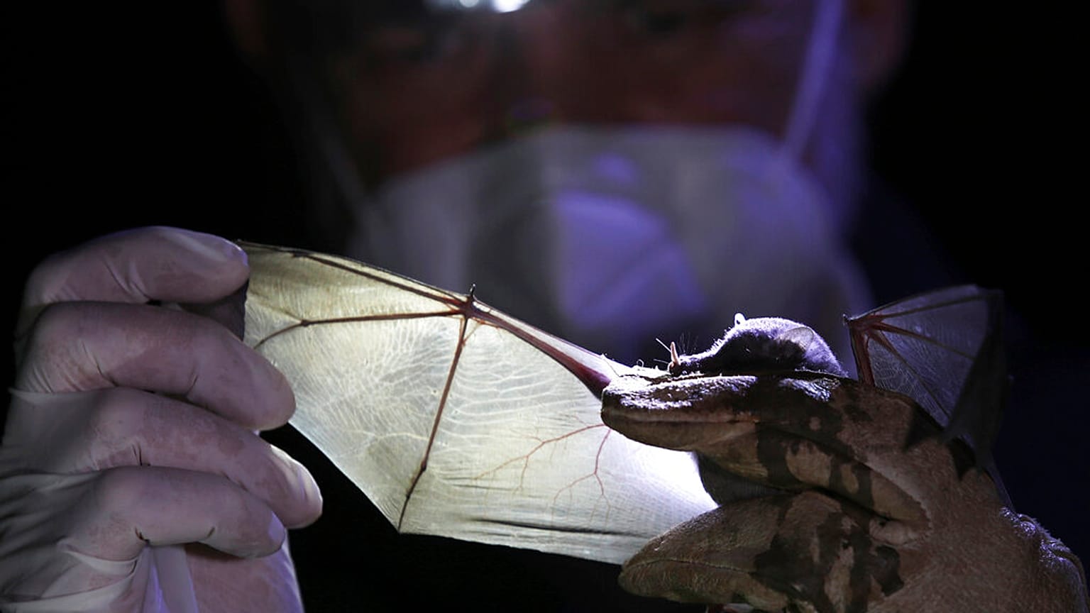 عالم أحياء مكسيكي يحمل خفاشًا طويل اللسان في مكسيكو سيتي بتاريخ 16 مارس 2021