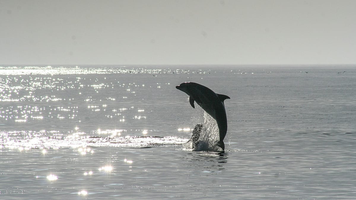 A dolphin has been delighting tourists in Venice’s lagoon. But concerns are growing for its safety