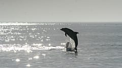 The basin is one of the most trafficked areas of the city, far from an ideal habitat for the mammal. 