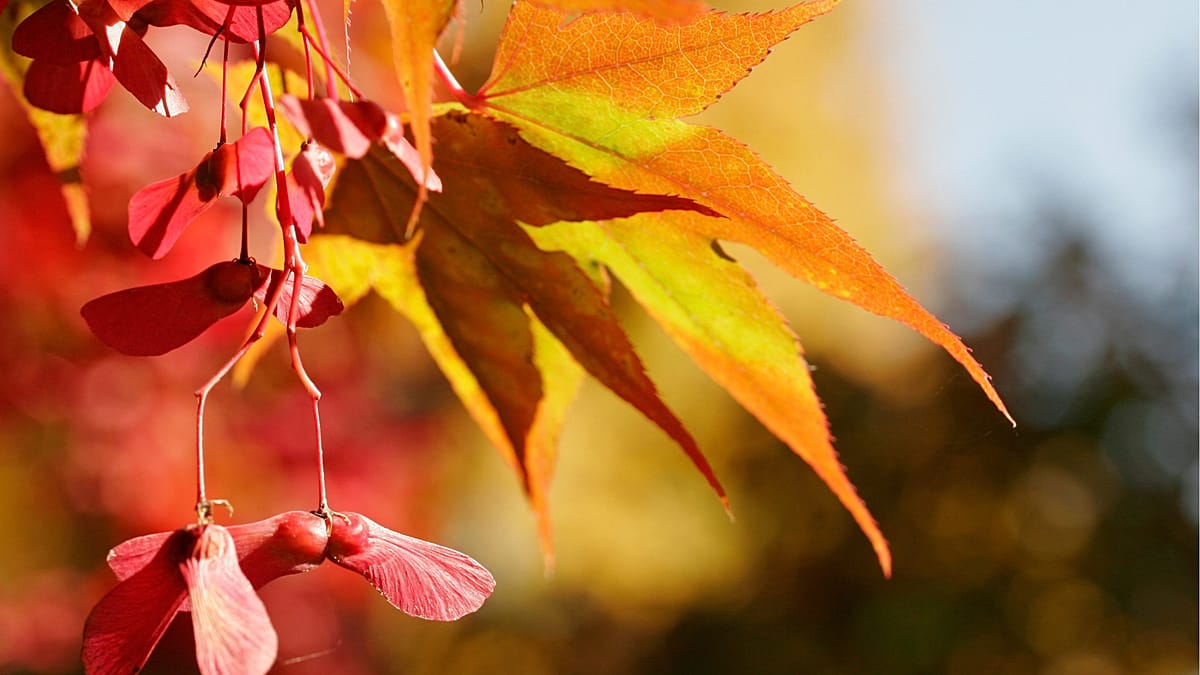 Ein-Martini-Sommer-mit-Hitzewelle-im-November-Das-steckt-dahinter