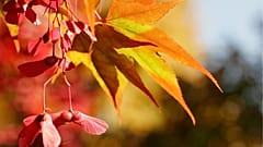 Die Blätter und geflügelten Früchte eines Ahornbaums glänzen im Sonnenlicht eines warmen Herbsttages in Zürich, Schweiz, am Donnerstag, dem 26. Oktober 2006.