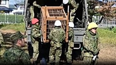 Japan setzt Truppen ein, um Bärenangriffe einzudämmen.