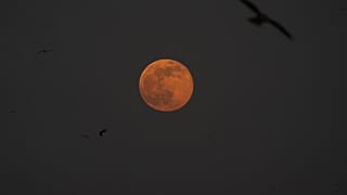 Sénégal : Dakar observe la Super Lune du Castor