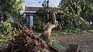 A man walks past an uprooted tree in Dak Lak, Vietnam, on Friday, Nov. 7, 2025 after Typhoon Kalmaegi lashed the country with fierce winds and torrential rains