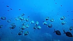 Im Schutzgebiet des französischen Nationalparks Porquerolles schwimmen gewöhnliche Zweibindenbrassen.