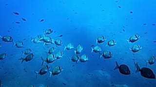 Common two-banded seabream fish swim in the protected area of France's Porquerolles National Park.