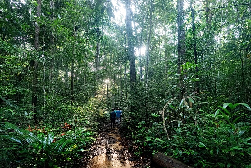 Ecologistas caminan por la Selva Nacional de Caxiuana, Brasil, 22 de marzo de 2025.