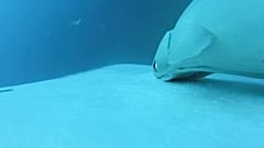 Videodan alınan bu karede remora balıkları, Queensland'in güneydoğu kıyıları açıklarında bir kambur balinaya tutunup yol alıyor.