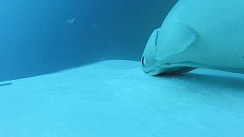 Sur cette image tirée d'une vidéo, des rémoras s'accrochent à une baleine à bosse au large du sud-est du Queensland.