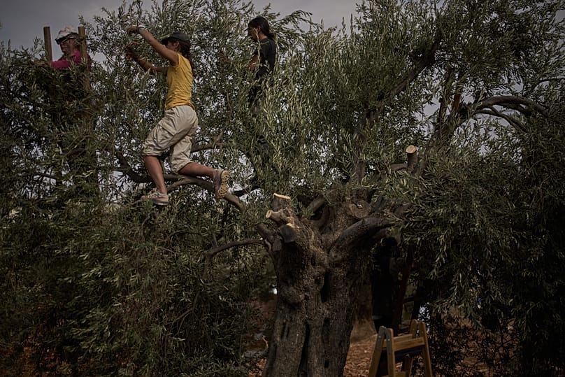 Foreign volunteers harvest olives with local Palestinians in an area in the West Bank village of Kafr Malik, Tuesday, 4 November 2025.