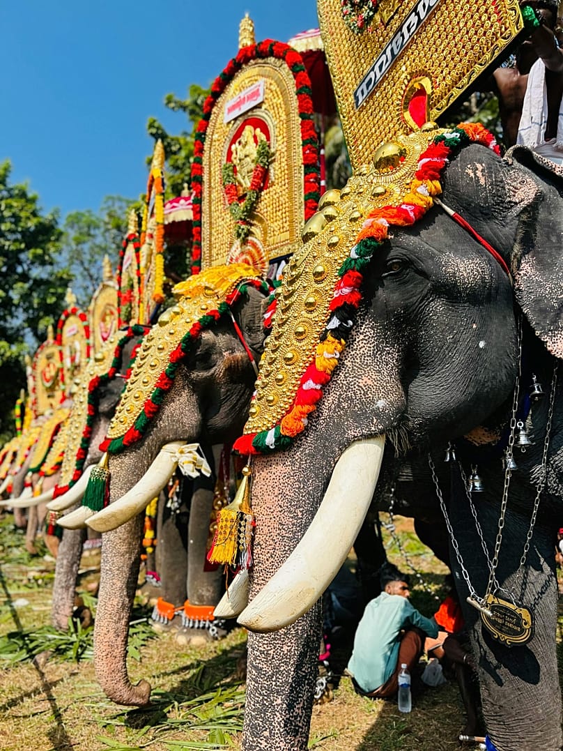 Elephants line up during the Thrissur Pooram festival, Thrissur, KL, India. 