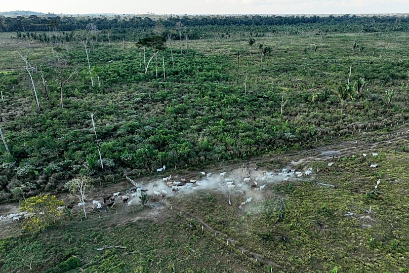 Cattle walk along an illegally deforested area in an extractive reserve near Jaci-Parana, Rondonia state, Brazil, July 12, 2023.