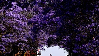 Blossoming jacaranda trees brighten up the streets of South African cities