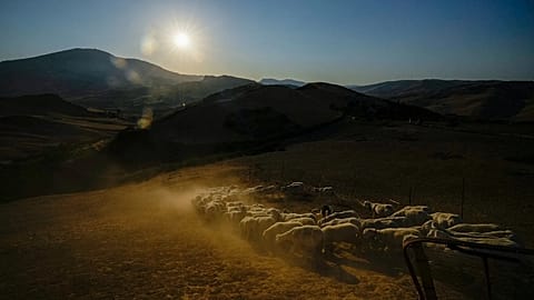 Buffalo cows whose milk is used for buffalo mozzarella cheese stand in the mud at a dairy farm in Capua, near Naples, southern Italy, Thursday, March 27, 2008
