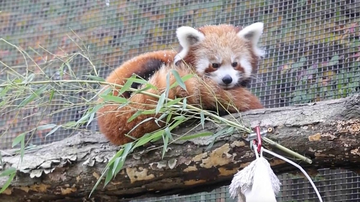 Red panda cubs see snow for the first time at a US zoo