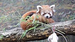 Zoo Knoxville
