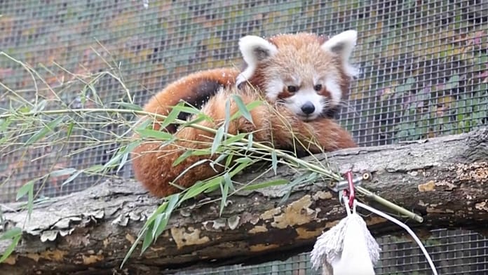 Crías de panda rojo ven la nieve por primera vez en un zoológico de Estados Unidos