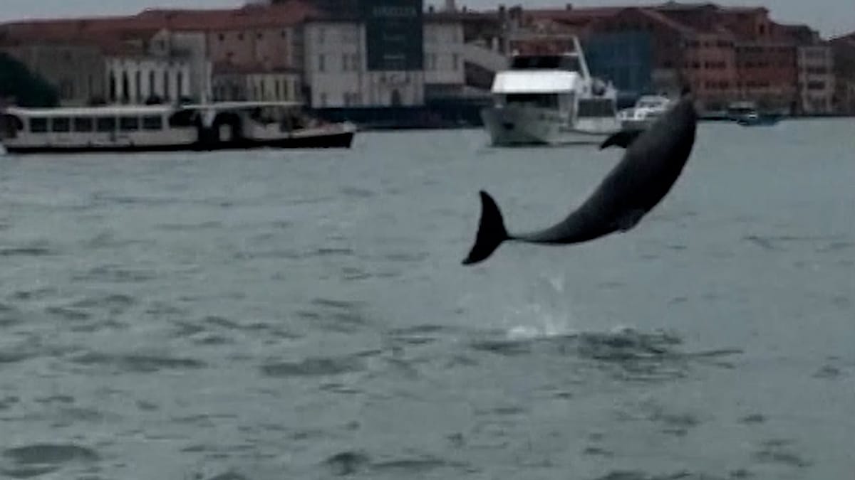 Dolphin Mimmo thrills Venice but faces danger in the lagoon