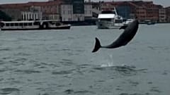 Der Delfin mit dem Spitznamen Mimmo springt in der Lagune von Venedig, Italien, am zehnten Oktober 2025.