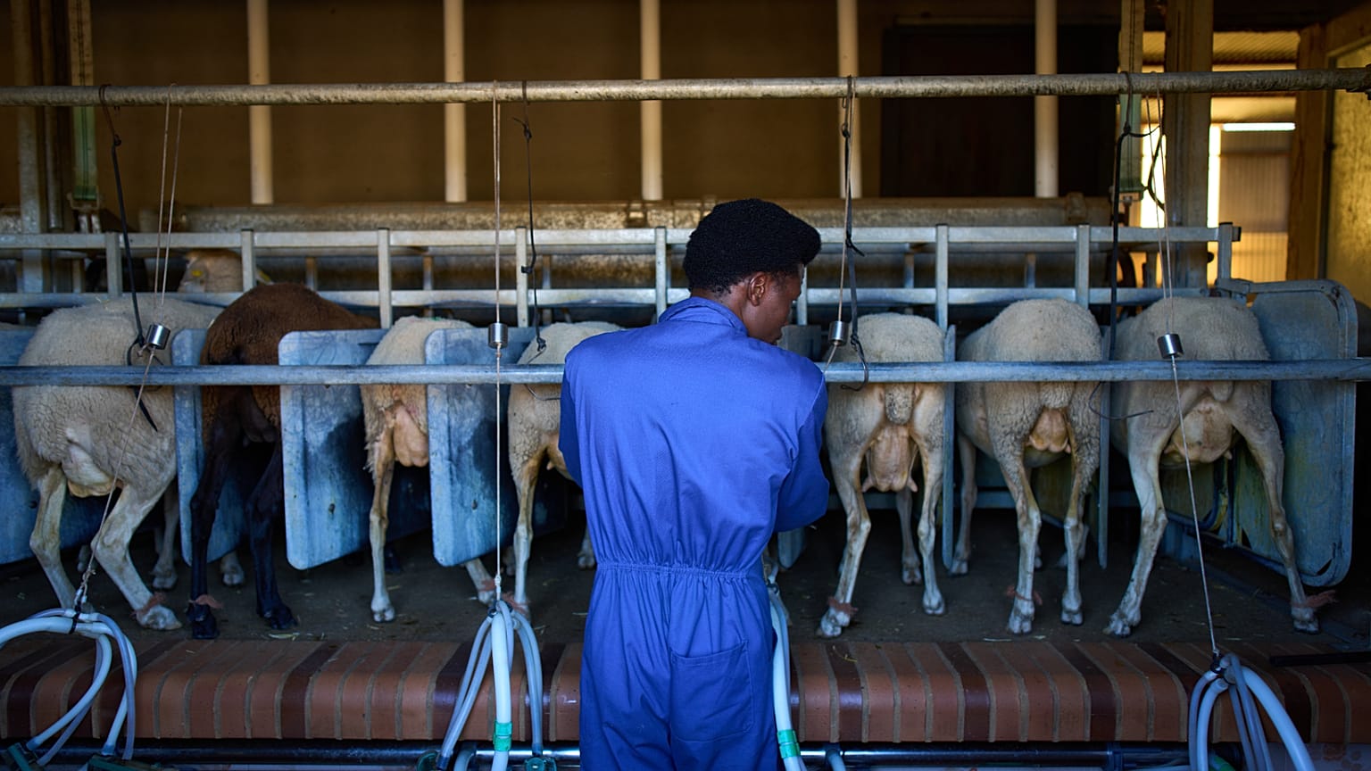 El pastor sudanés Osam Abdulmumen ordeña cabras en una granja en Los Cortijos, en el centro de España, el 7 de octubre de 2025.
