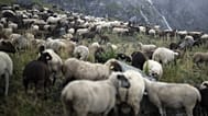 Több mint 400 000 állat pusztult el Görögországban bárányhimlő miatt - képünk illusztráció