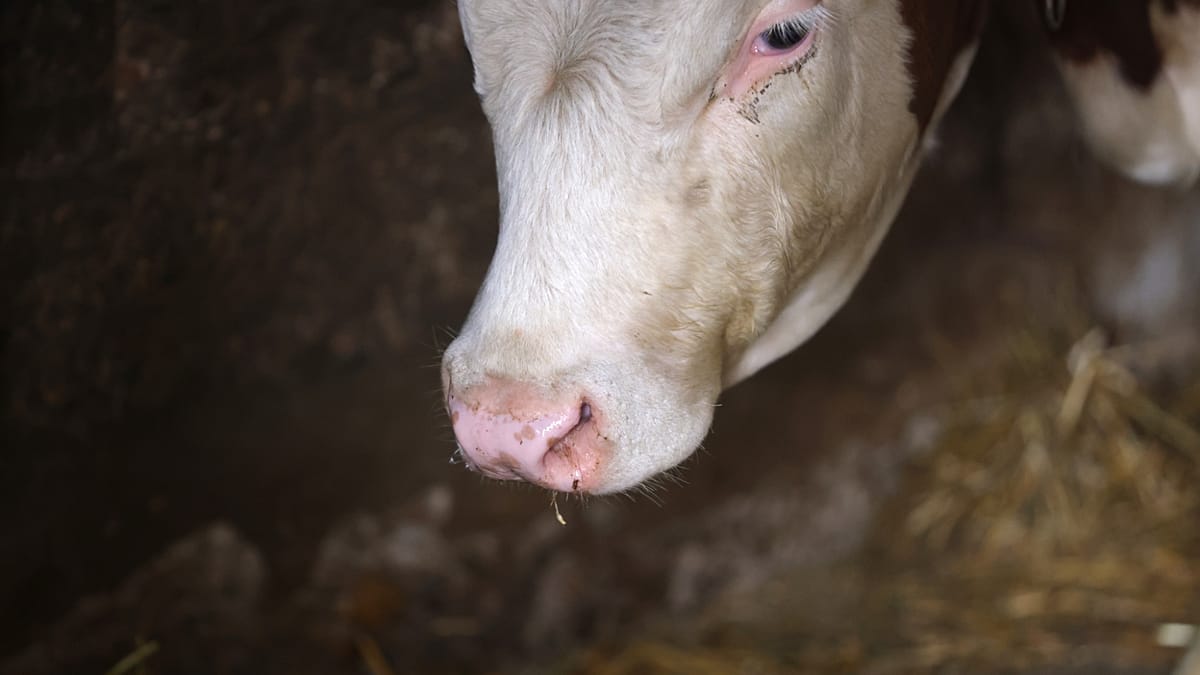 A fiatal mezőgazdasági termelők jövője: kihívások és lehetőségek Belgiumban A fiatal mezőgazdasági termelők jövője: kihívások és lehetőségek Belgiumban