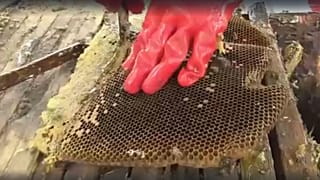 Zambia's eco-friendly beekeeping helps combat deforestation