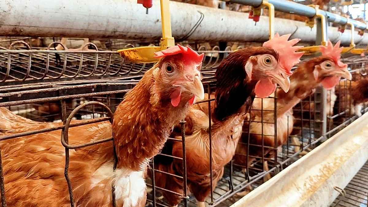Grippe aviaire : l'Espagne ordonne le confinement total des volailles élevées en plein air