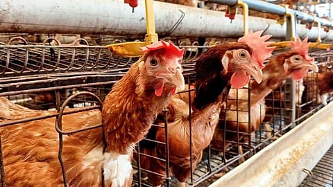 Gripe aviária em Espanha, encerramento total das explorações de criação ao ar livre