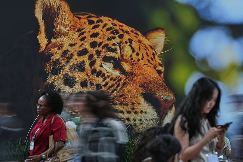 People walk past an image of a jaguar inside the venue for the COP30 U.N. Climate Summit, Thursday, Nov. 13, 2025, in Belem, Brazil.