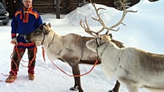 Dieses Foto entstand im März 2013. Ein samischer Hirte in traditioneller Kleidung hält zwei Tiere seiner Herde in Saariselkä, Finnisch-Lappland.