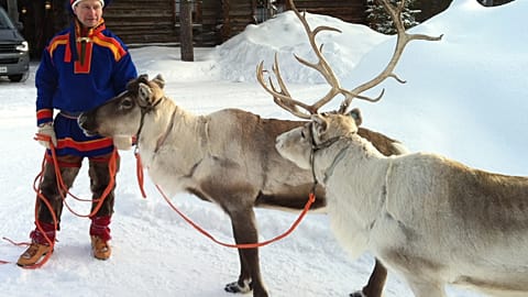 Sur cette photo de mars 2013, un éleveur sámi en tenue traditionnelle tient deux animaux de son troupeau à Saariselkä, en Laponie finlandaise.