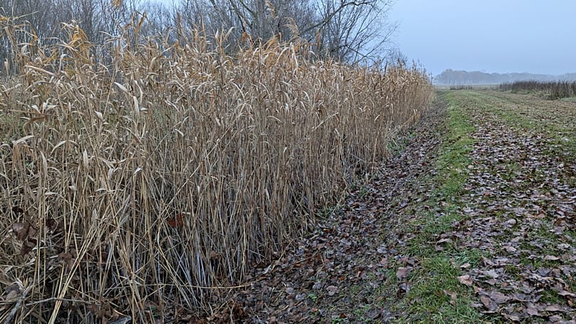Nád a kiszáradt Kőrös-ér medrében