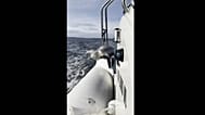 Seal seeks refuge on boat