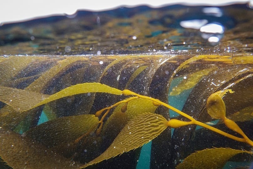 Kelp is visible underwater Thursday, May 1, 2025, in Channel Islands, Calif.