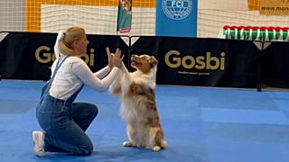 A sárvári Európa-bajnokság a tavalyi budapesti Világbajnokságot követi