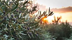 Olivo
