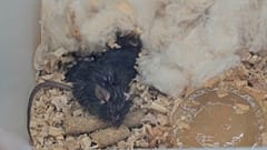 چهار موش و سایر نمونه‌ها از ایستگاه فضایی چین برای آزمایش‌های بیشتر به زمین بازگردانده شدند