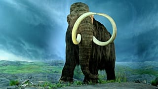  Royal BC Museum'da bir mamut temsili.