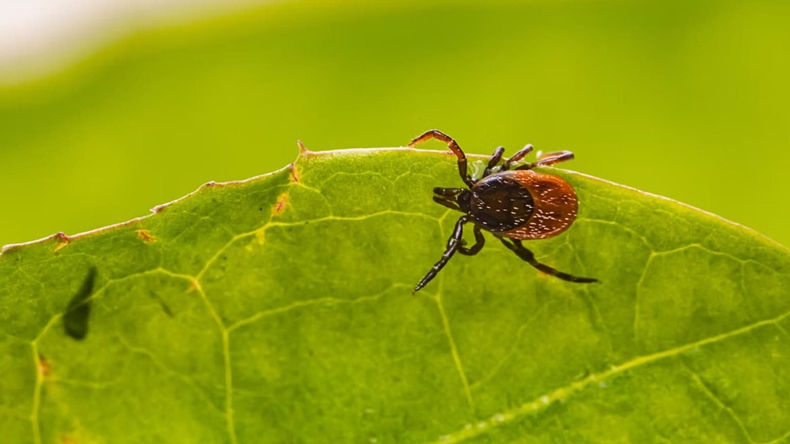 Arşiv görüntüsü