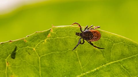 Arşiv görüntüsü