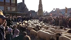 Un-bää-glaublich! Eine Schafherde zieht durch eine deutsche Stadt. Sie ist auf dem Weg zu den Winterweiden.
