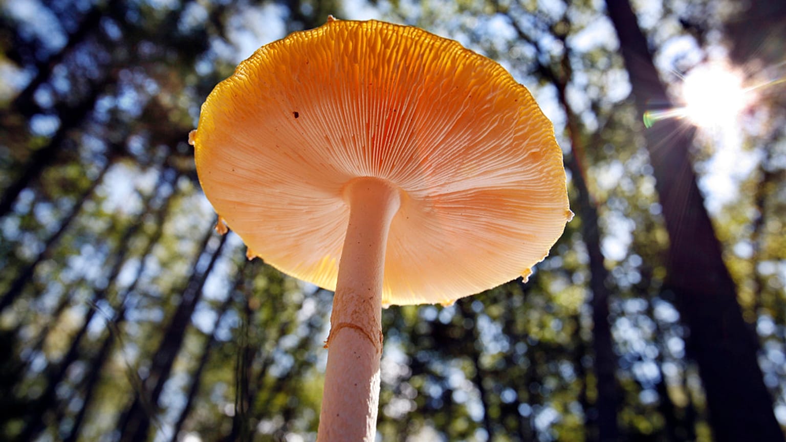 تتسلل أشعة الشمس عبر أشجار الصنوبر البيضاء الطويلة لتضيء فطرًا يبلغ ارتفاعه خمسة بوصات